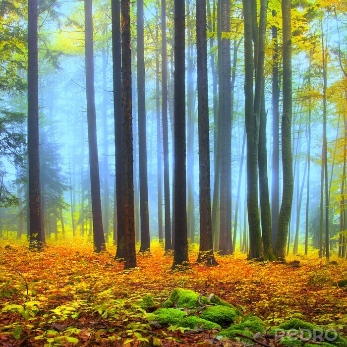 Poster  Forêt de brouillard et couleurs d'automne