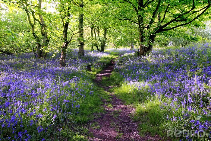 Poster  Forêt de cloches bleu