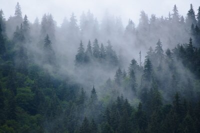 Forêt de conifères et brouillard