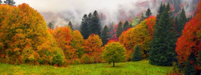 Forêt de montagne d'automne