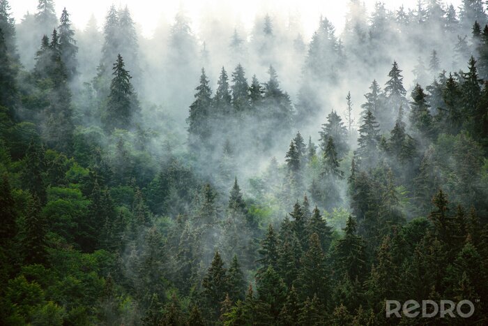 Poster  Forêt de montagne vert foncé et brumeuse