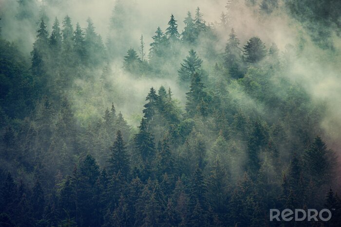 Poster  Forêt de sapins brumeuse dans des tons de vert et de brun