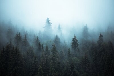 Forêt de sapins enveloppée de brume