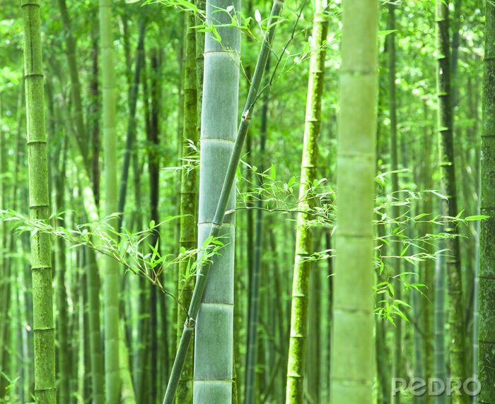 Poster  Forêt dense de bambous