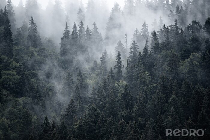Poster  Forêt gris acier dans la brume