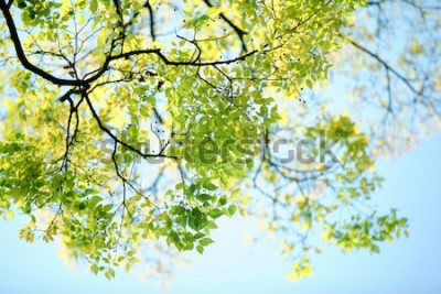 Poster  Forêt naturelle contre le ciel bleu