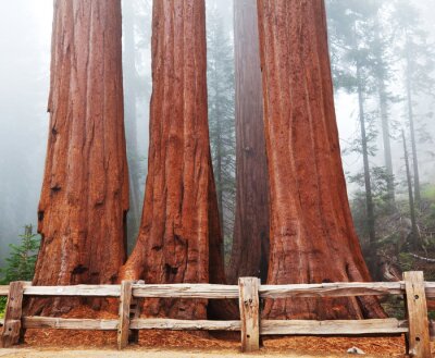 Poster  Forêt naturelle couverte de brouillard