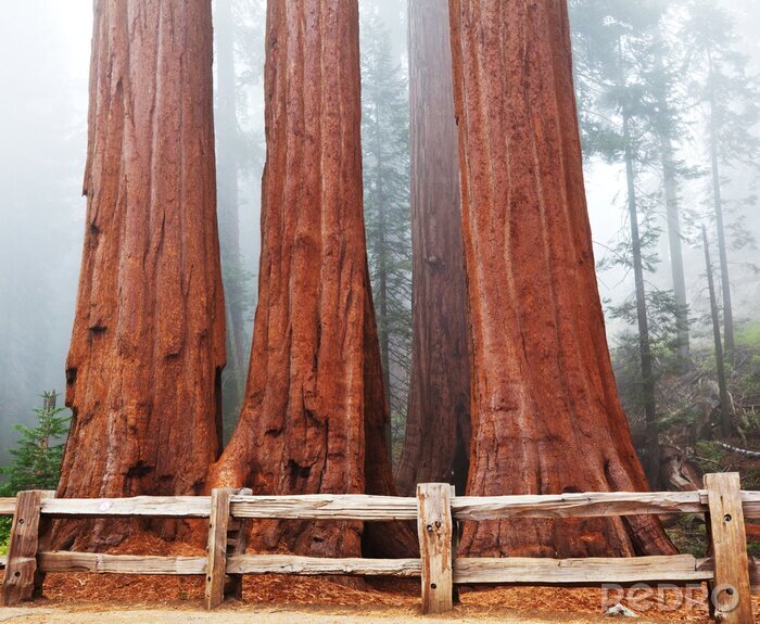 Poster  Forêt naturelle couverte de brouillard