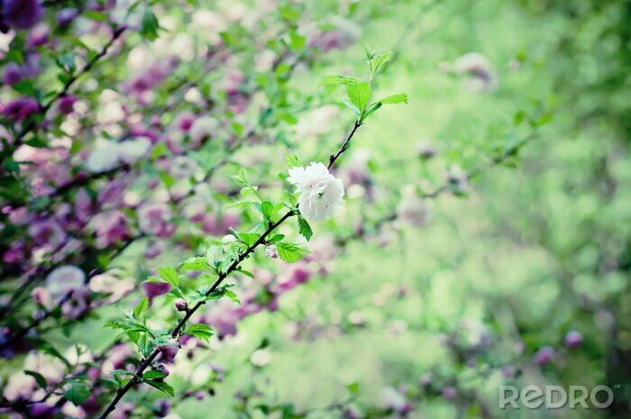 Poster  Forêt naturelle de sakura en fleurs