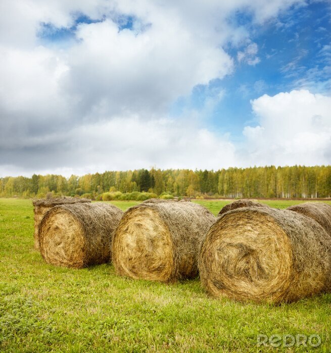Poster  Forêt naturelle entourant un champ avec des balles de foin