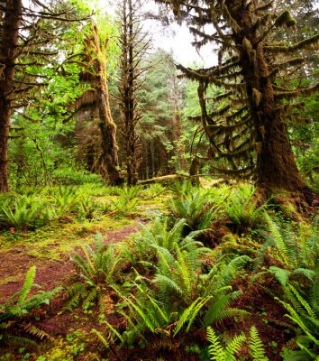 Poster  Forêt naturelle pleine de fougères