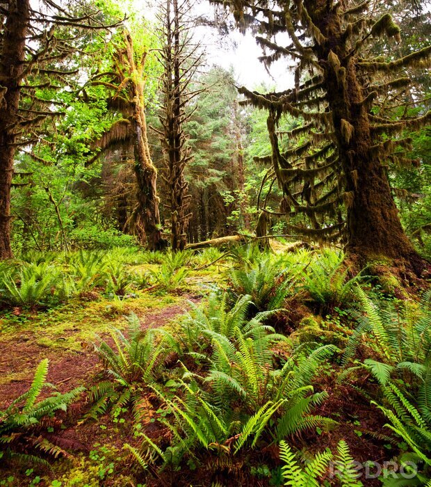 Poster  Forêt naturelle pleine de fougères