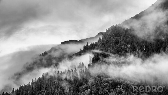 Poster  Forêt noire et blanche dans la brume