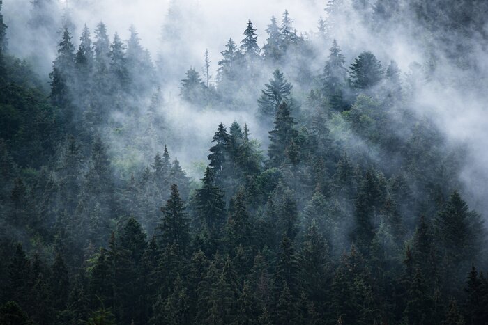 Poster  Forêt sombre dans les montagnes