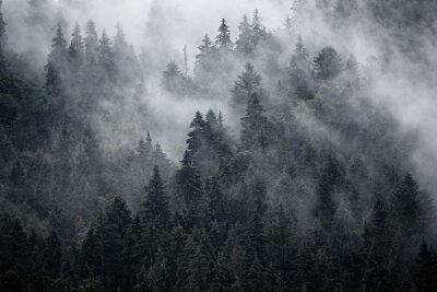 Forêt sombre en gris