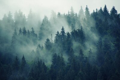 Forêt sombre enveloppée de brume
