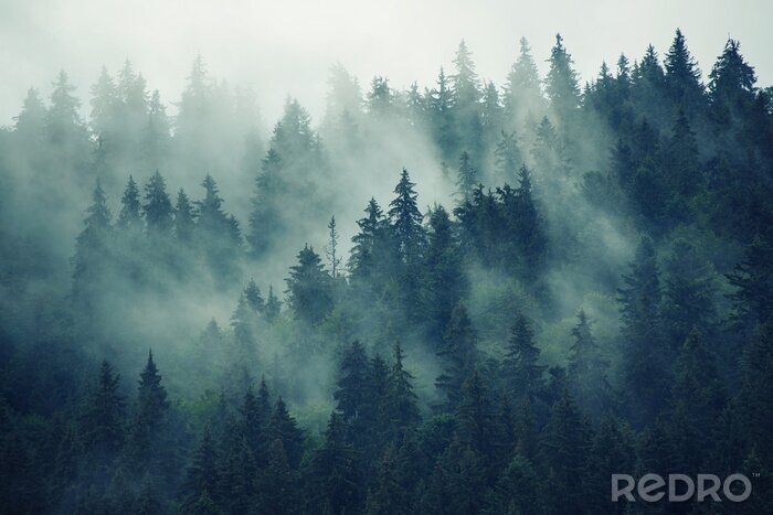 Poster  Forêt sombre enveloppée de brume