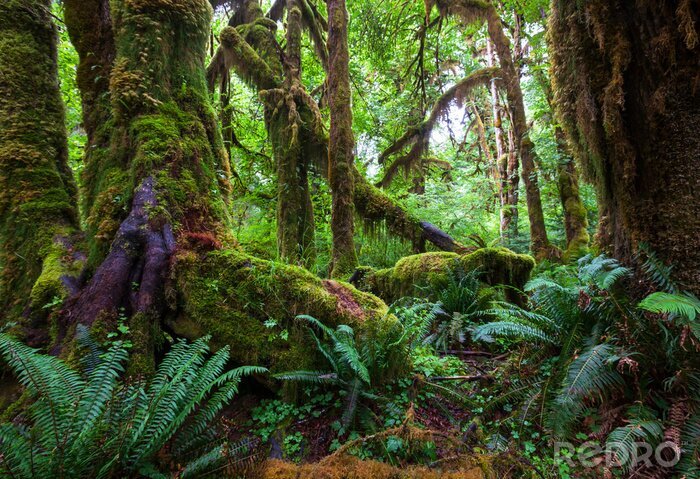 Poster  Fougères de la jungle