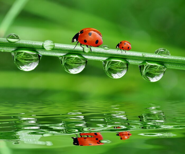Poster  fraîche rosée du matin et coccinelle