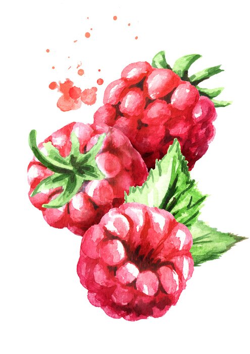 Poster  Framboises aquarelles aux feuilles vertes