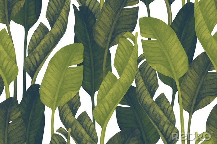 Poster  Fresh green banana leaves on white background. Tropical greenery seamless pattern