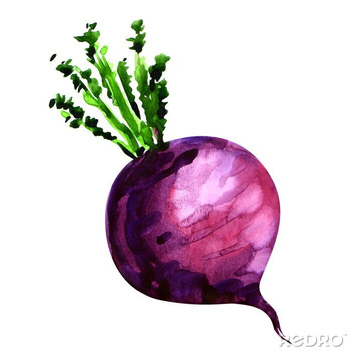 Poster  Fresh turnip isolated on white background