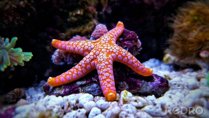 Poster  Fromia seastar dans le réservoir d'aquarium de récif de corail est l'une des décorations vivantes les plus étonnantes