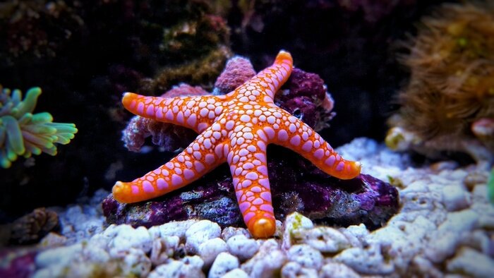 Poster  Fromia seastar dans le réservoir d'aquarium de récif de corail est l'une des décorations vivantes les plus étonnantes