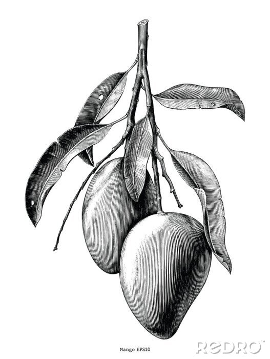 Poster  Fruit de mangue sur un dessin noir et blanc de brindille