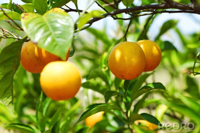 Poster  Fruit orange sur l'arbre