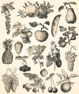 Fruits Vintage