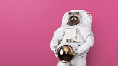 Funny raccoon astronaut in a space suit with a helmet on a pink background. Creative idea