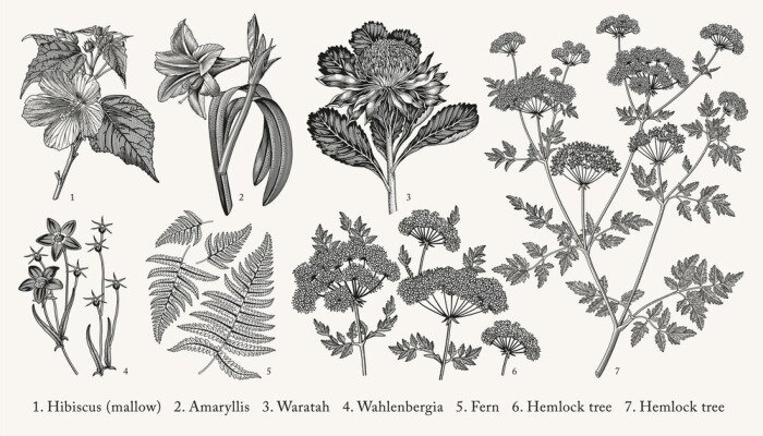 Poster  Gamme de plantes herbacées