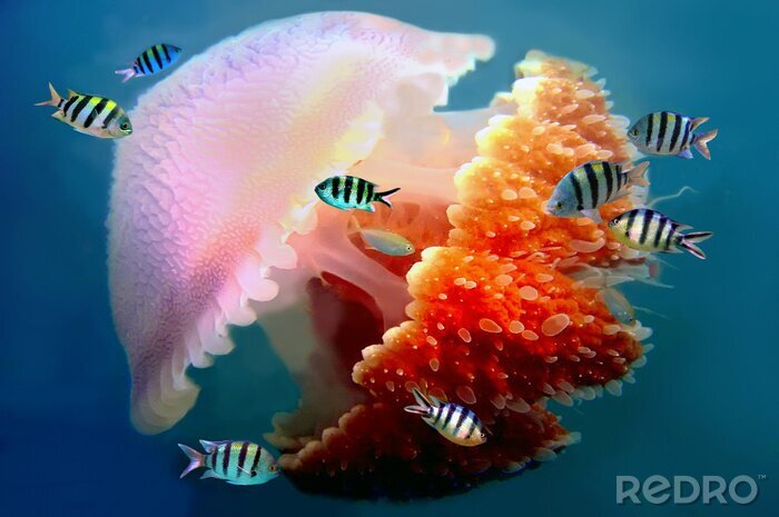 Poster  géant méduses natation avec des tentacules suivantes sous l'eau