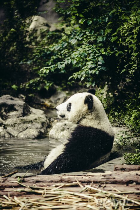 Poster  Géant, panda, reposer, eau