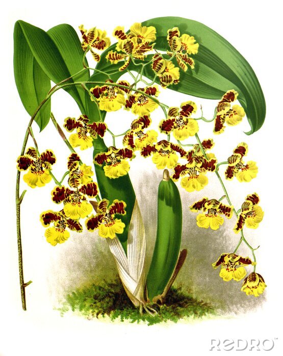 Poster  Gele orchidee met bordeauxrode vlekken