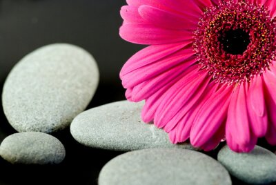 Gerberablüte avec des cailloux