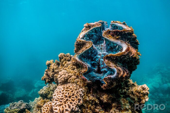 Poster  Giant clam resting among colorful coral reef