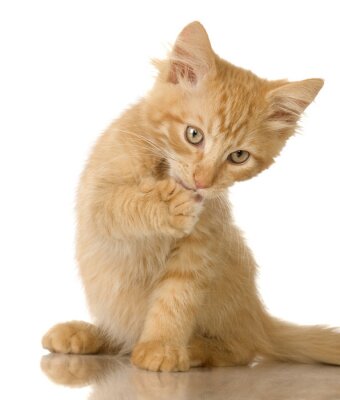 Ginger Cat chaton se laver devant un fond blanc