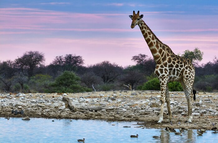 Poster  Girafe au coucher du soleil