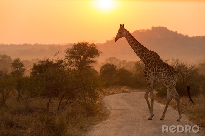 Poster  Girafe au parc national Kruger Sunrise