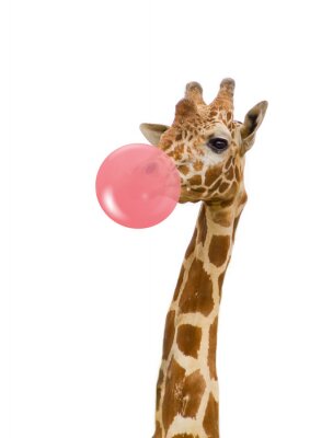 Poster  Girafe avec un ballon en caoutchouc
