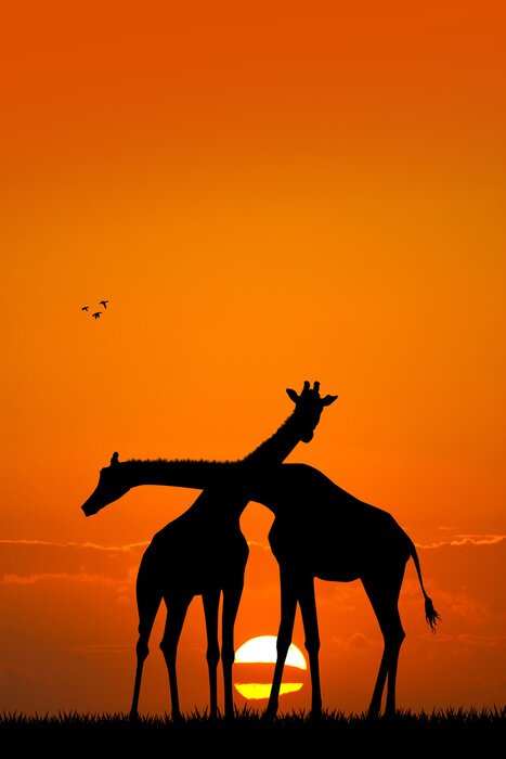 Poster  Girafe couple au coucher du soleil