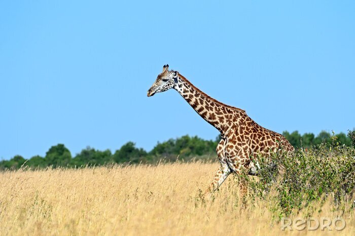 Poster  Girafe dans la savane africaine