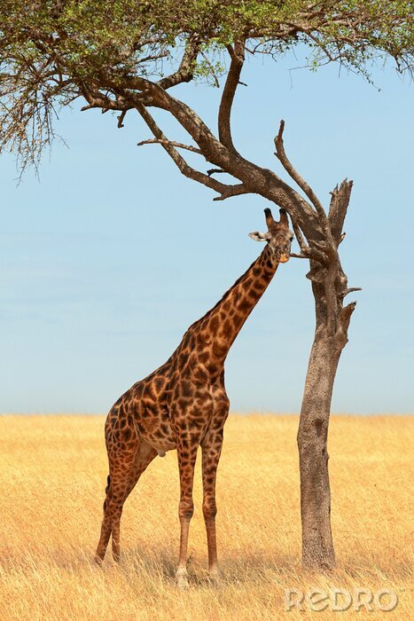Poster  Girafe dans le Masai Mara