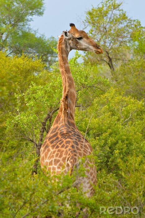 Poster  Girafe, de dos, sabane