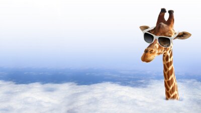 Poster  Girafe drôle avec des lunettes de soleil sortant des nuages