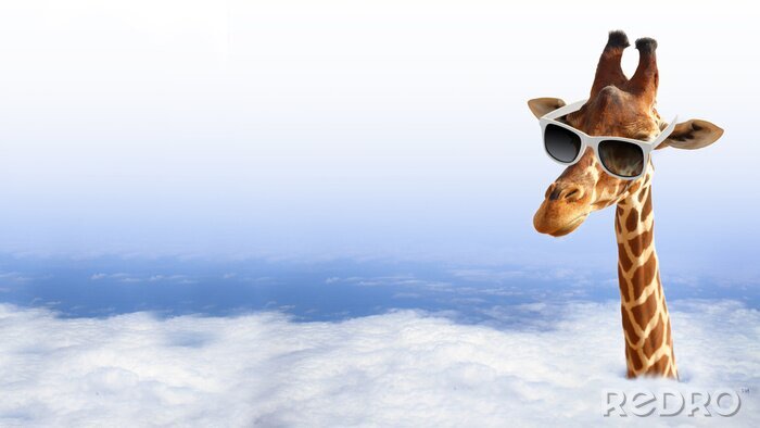 Poster  Girafe drôle avec des lunettes de soleil sortant des nuages