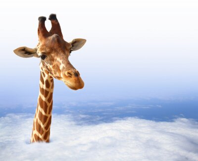 Poster  Girafe drôle avec sortant des nuages