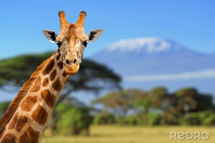 Poster  Girafe en face de la montagne du Kilimandjaro